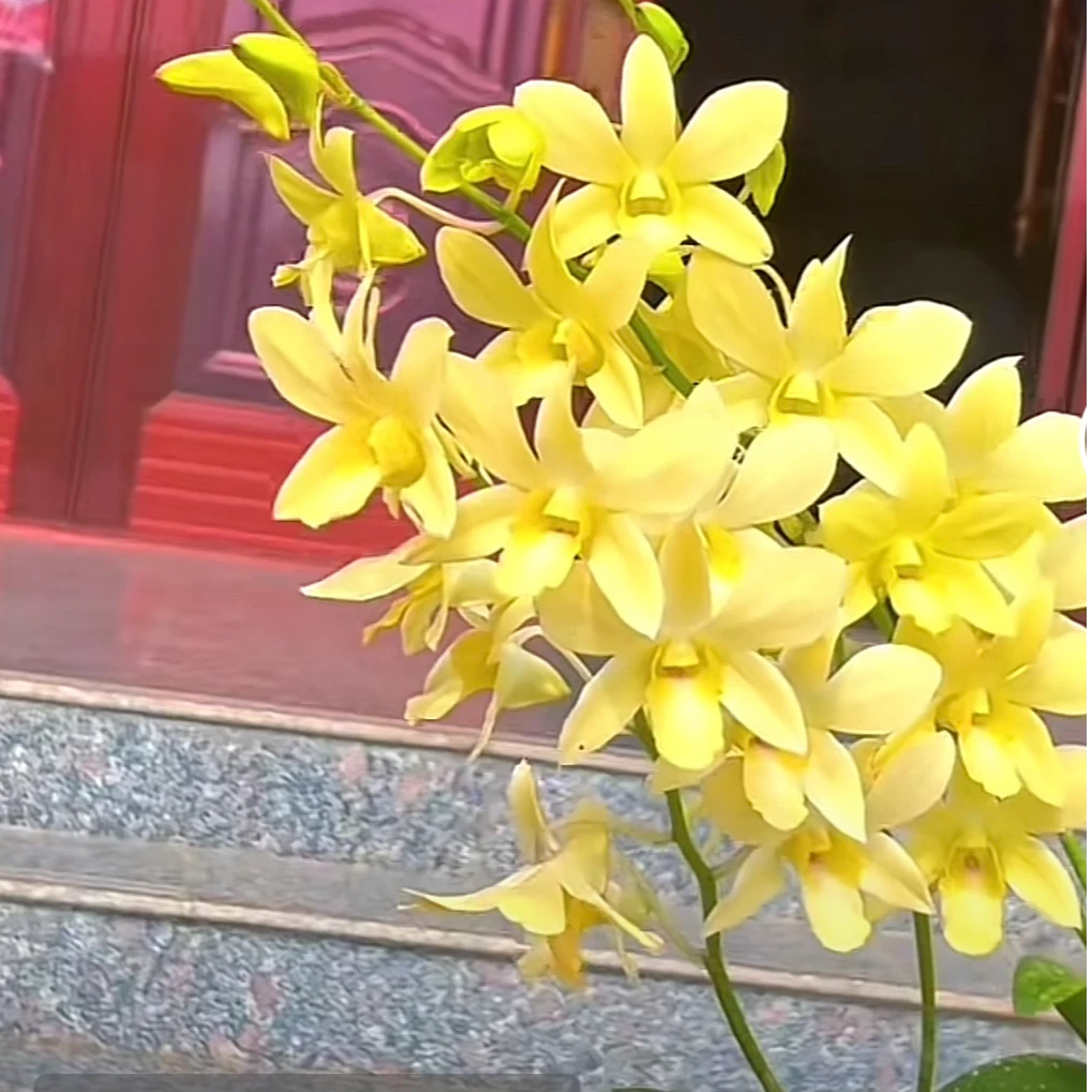 秋石斛兰(泰山)带1花盆栽兰花花期长纯黄色/收藏品种
