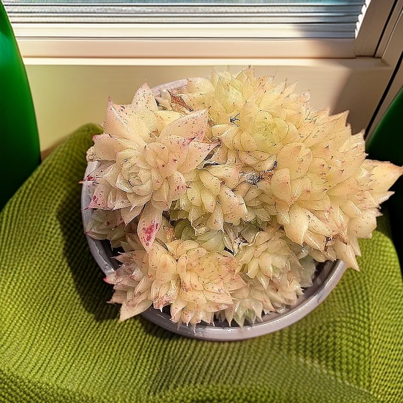 （金谷)  【满9.9包邮】 多肉阳台植物