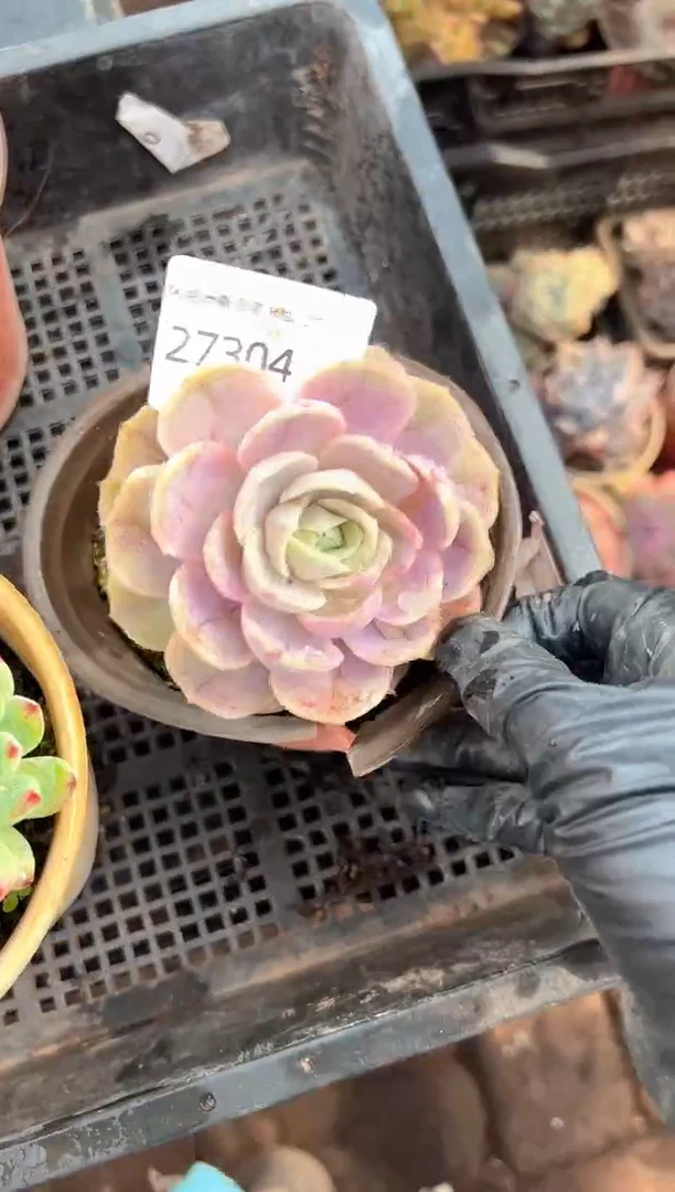 绿**沙多肉植物一物一拍27304