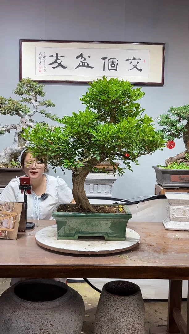 无花朵大**9九里香