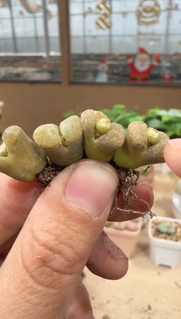 29-51多肉植物肉锥