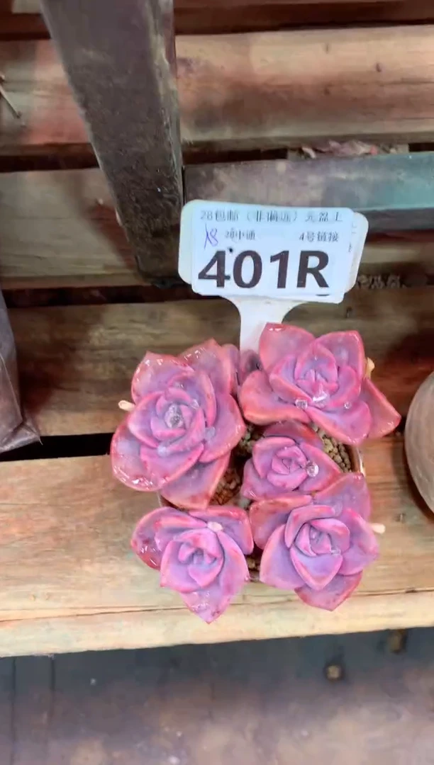 401R（一物一拍，精品多肉，所见即所得 ）