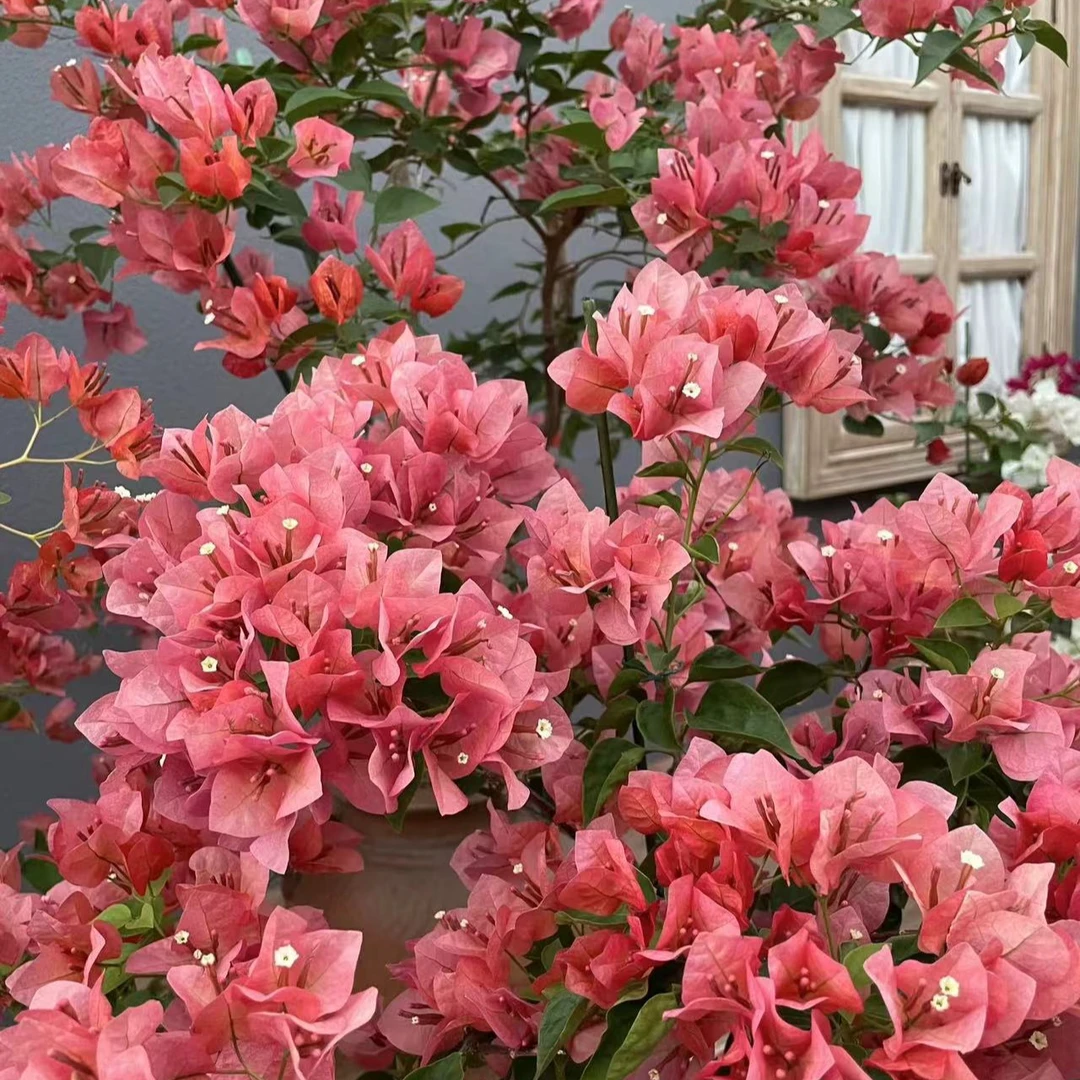 【不甜西瓜（1棵苗】实物三角梅四季开花勤花阳台庭院爬藤耐寒好养活