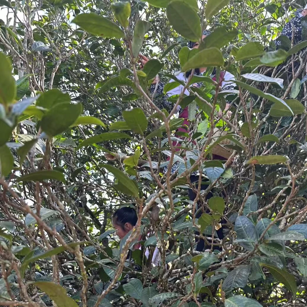 昔元古树春茶 生普    古树  藤条  阿美