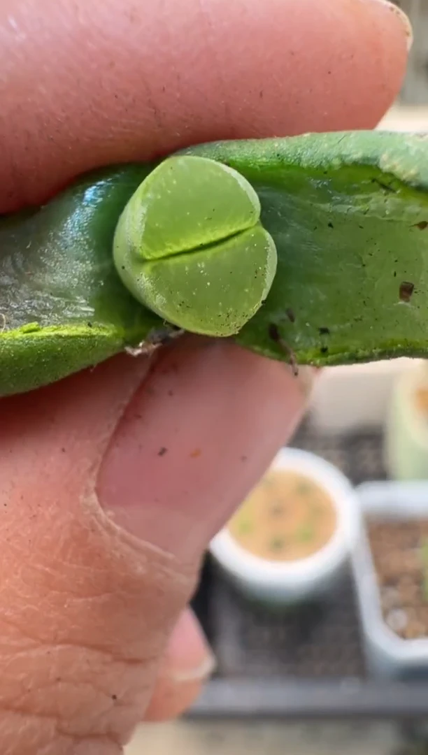 【闪购商品】2/4-18