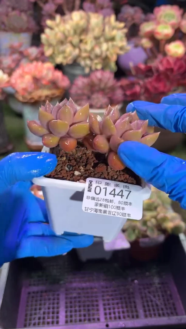 【闪购商品】01447