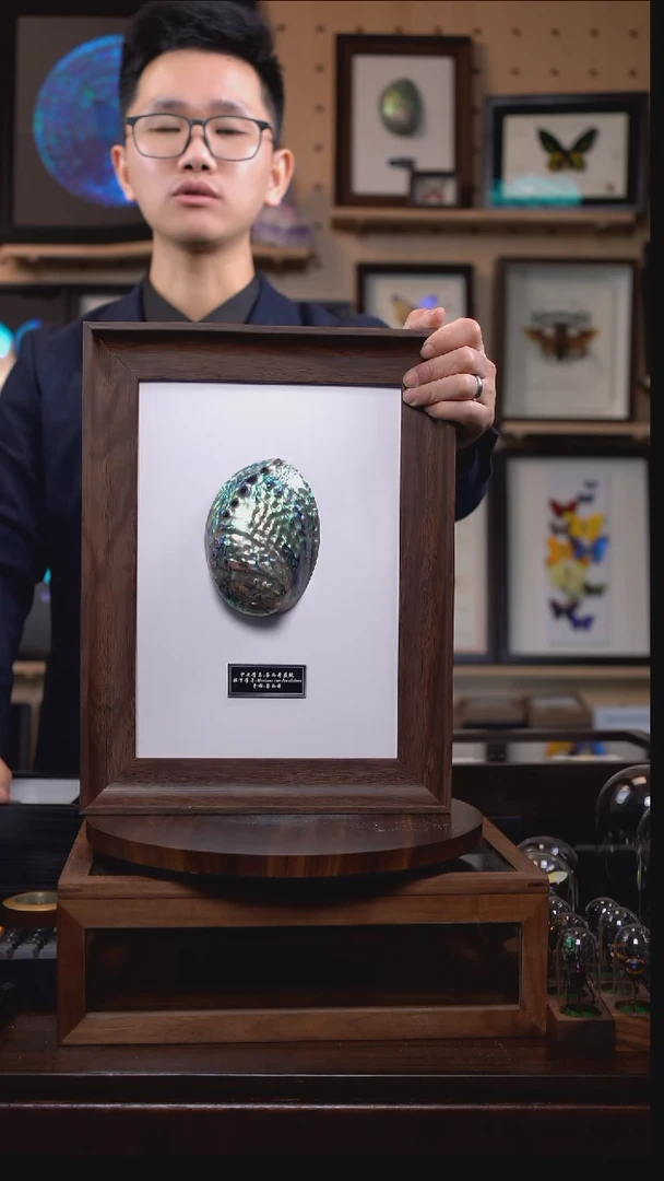 墨西哥蓝鲍标本摆件