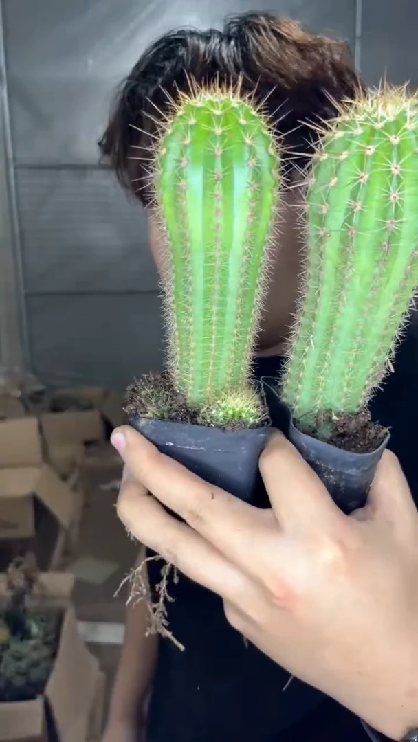 2颗 实生根 毛花柱 高8-12cm