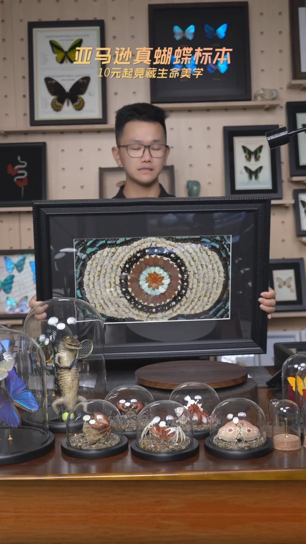 蝴蝶翅膀蝶翅画c142