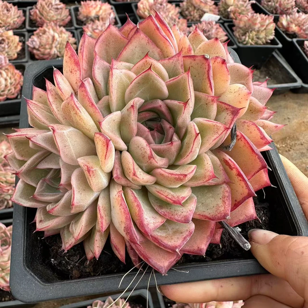 12#彩虹蜥蜴多肉植物  前男友精品多肉SM1164