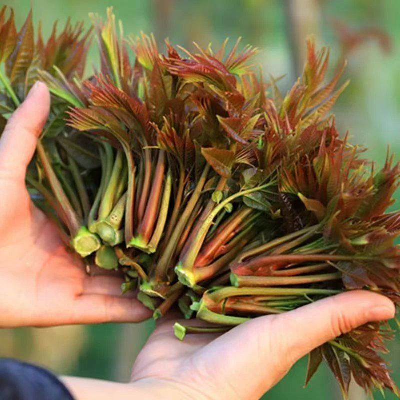 贵州正宗露天野生新鲜春芽头茬香椿嫩芽深山野生椿菜香椿头现摘