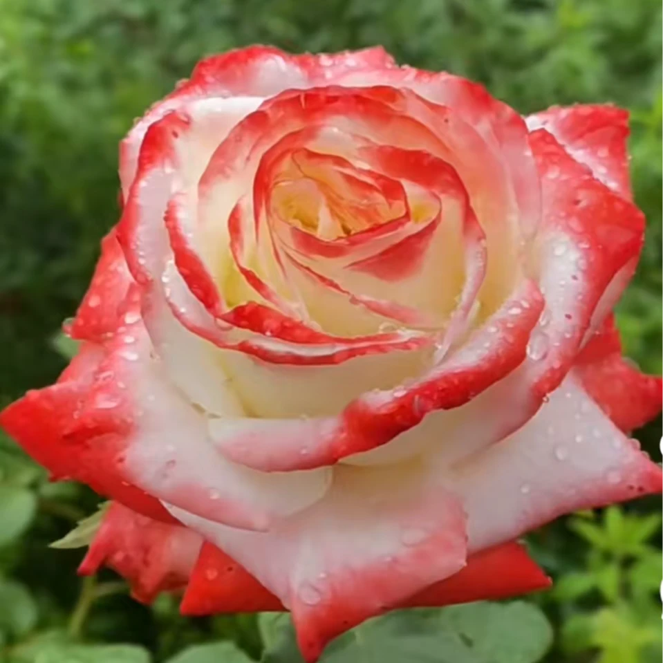 花妖【法拉女皇中苗】大花四季