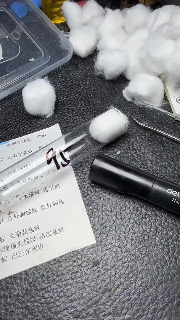 蚂蚁工坊95号肯尼亚