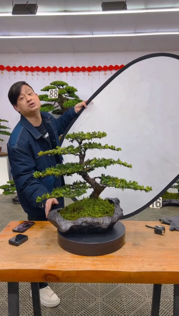 【闪购商品】盆景盆景