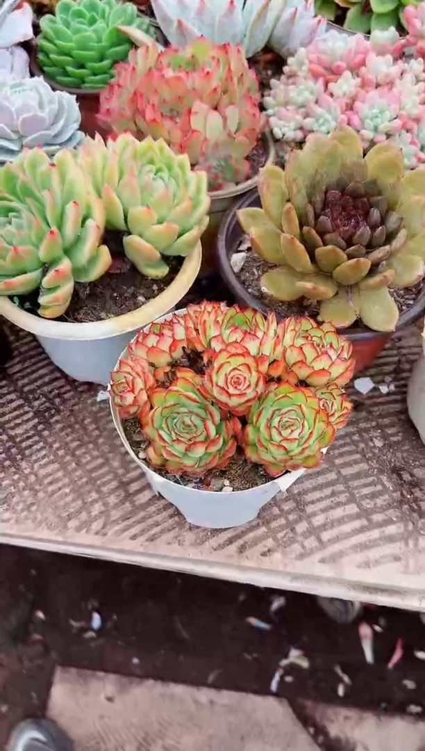 ^****^多肉植物一物一拍03103