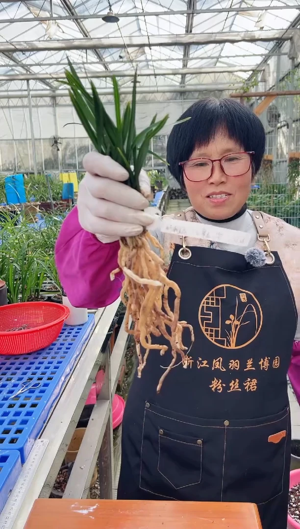 当前无花朵，栽培后可花朵新**尚翠盖，，， 新潮美尚