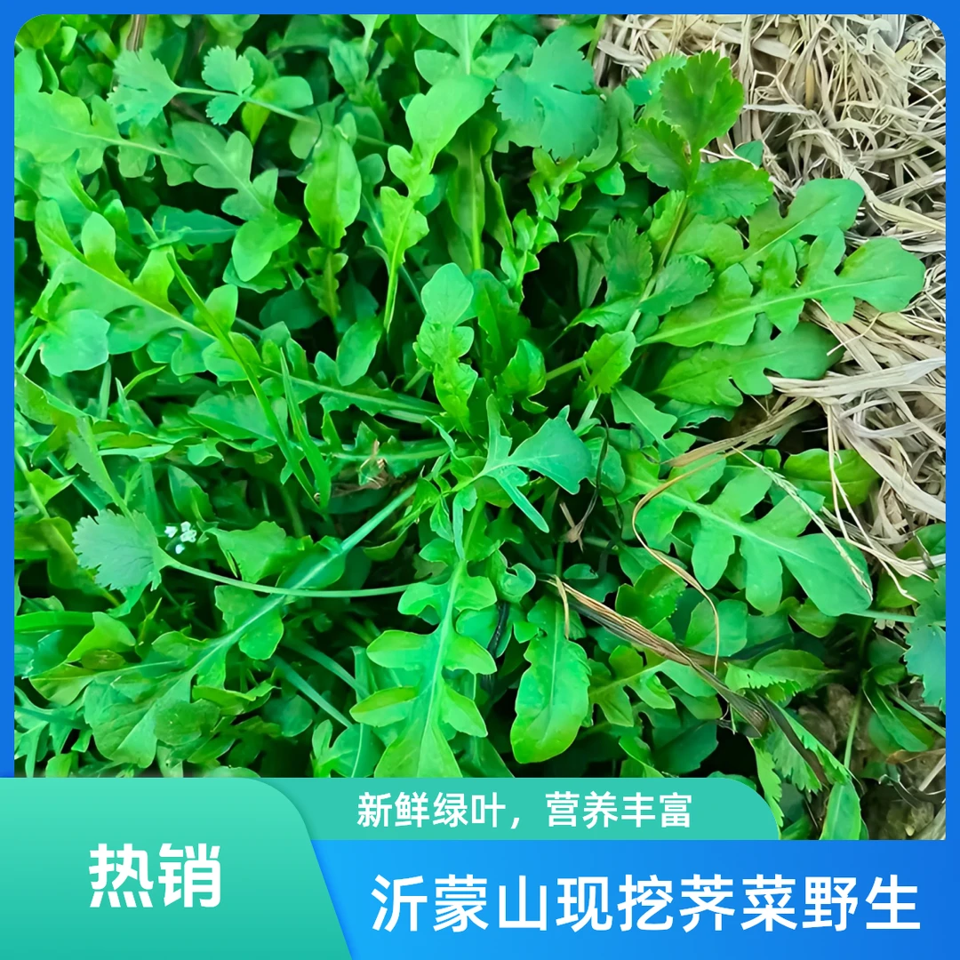 【野菜之王】沂蒙山现挖荠菜野生新鲜时令春菜无农药包饺子现摘现发