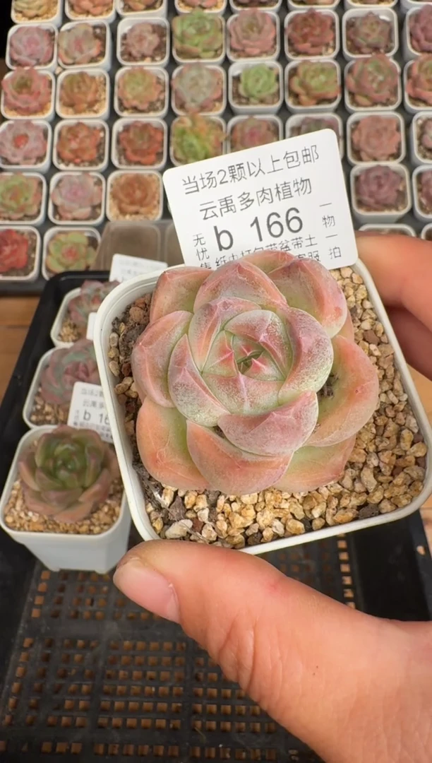 166b 珍妮多肉(6.5cm杯）一物一拍 带盆土发