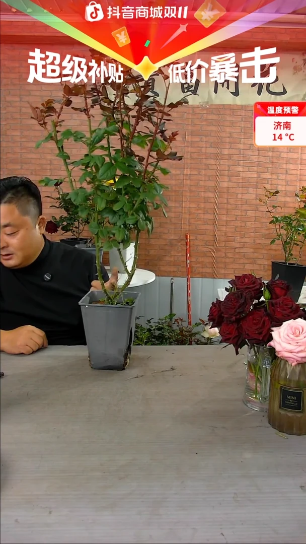 当前无花朵，栽培后可花朵桑塔纳