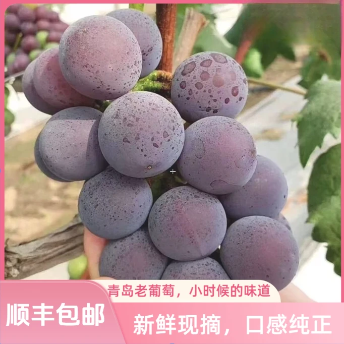 【618好物节】青岛老葡萄小时候的味道 巨。峰葡萄现摘当季时令水果