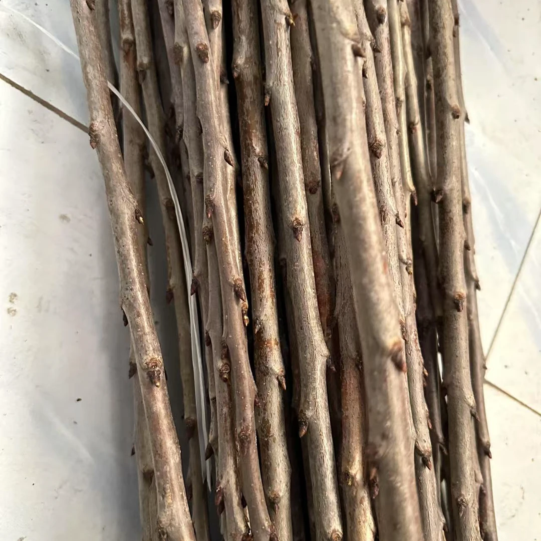 弗利斯克接穗大樱桃5根管理方案