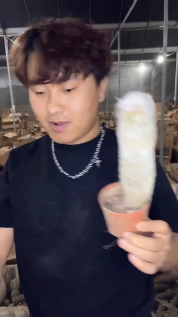 大单头 老乐柱【带根】