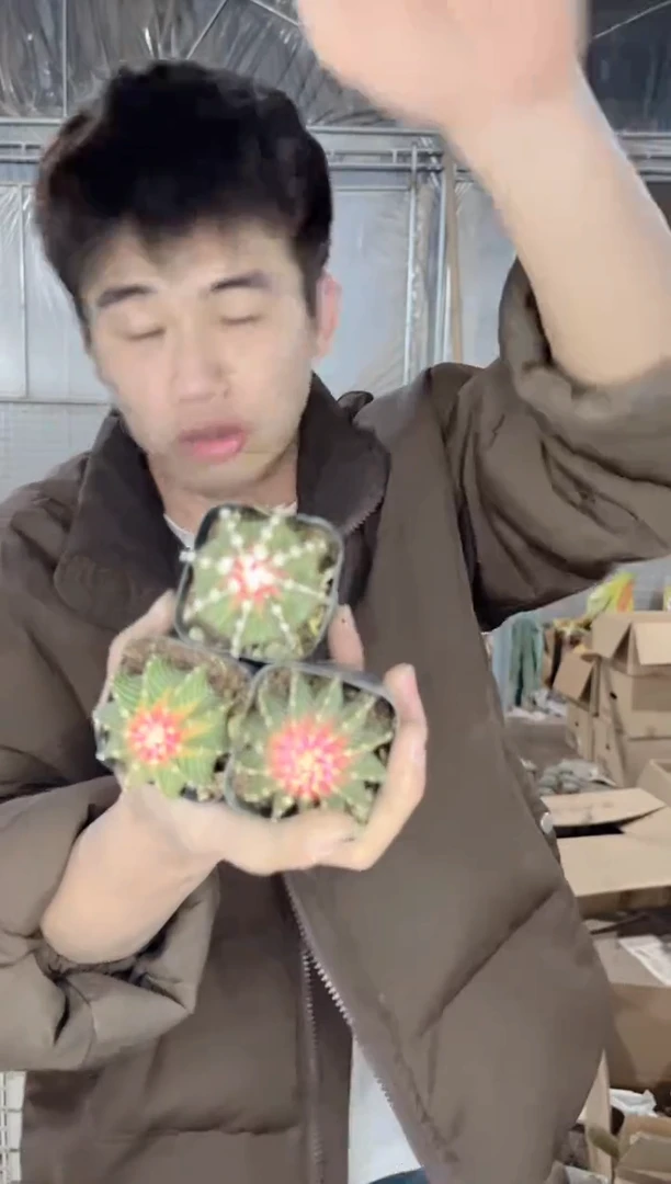 【闪购商品】3颗 纯肋骨【锦】3-5cm