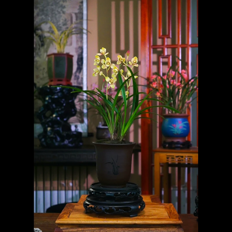 建兰荷瓣铭品[金粉佳人]带花苞清香手刻兰花紫泥盆兰花高雅兰花盆