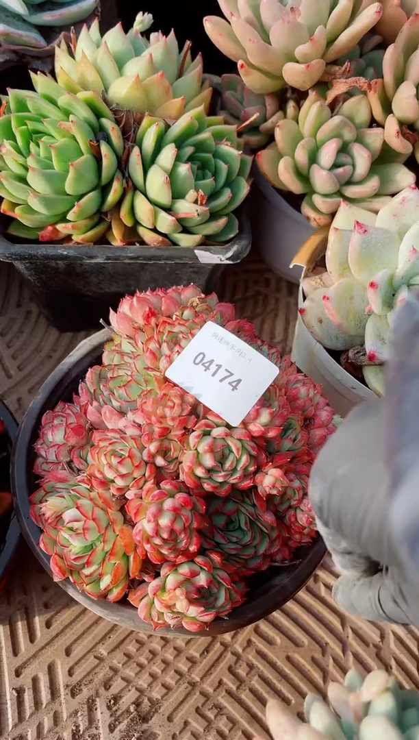 【闪购商品】04174