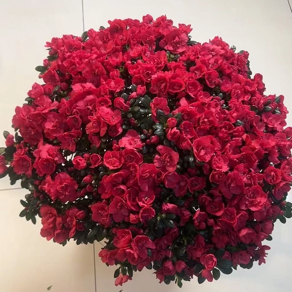 小玫瑰四季杜鹃花【8年】带苞大颗老桩四季开花植物好养易活绿植