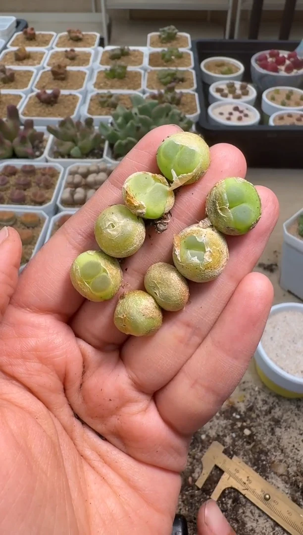 美丽的肉石头9-485拉登母本一颗