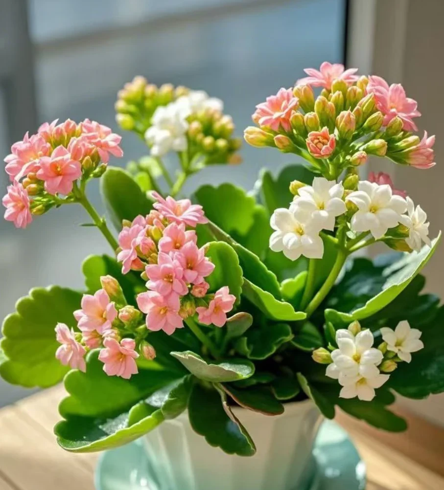 【稀有长寿花】一单包邮 任意2单京东或顺丰 鲜花到货需要醒花