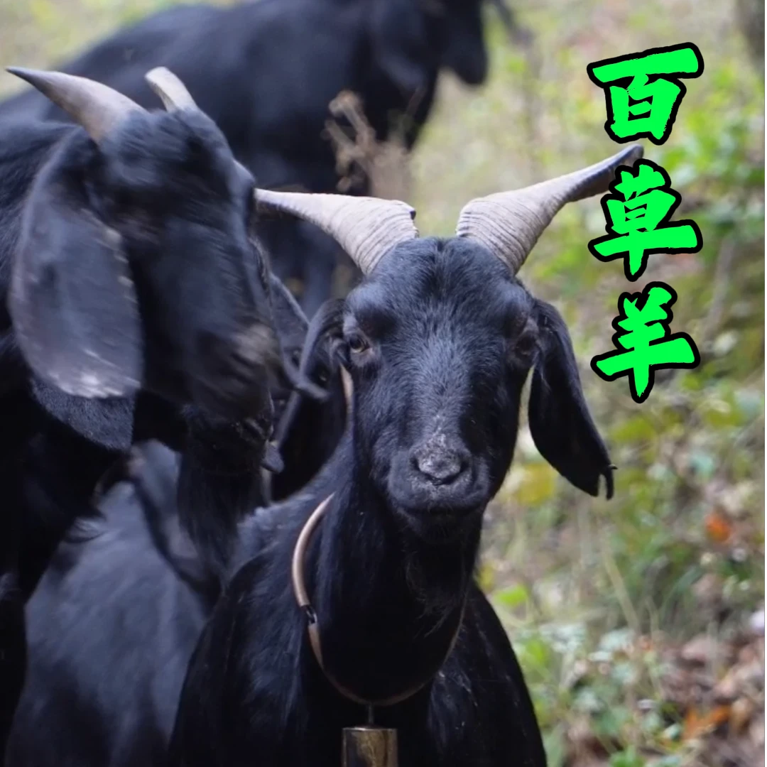 【直播改价】一物一拍 大山纯放养跑山黑山羊