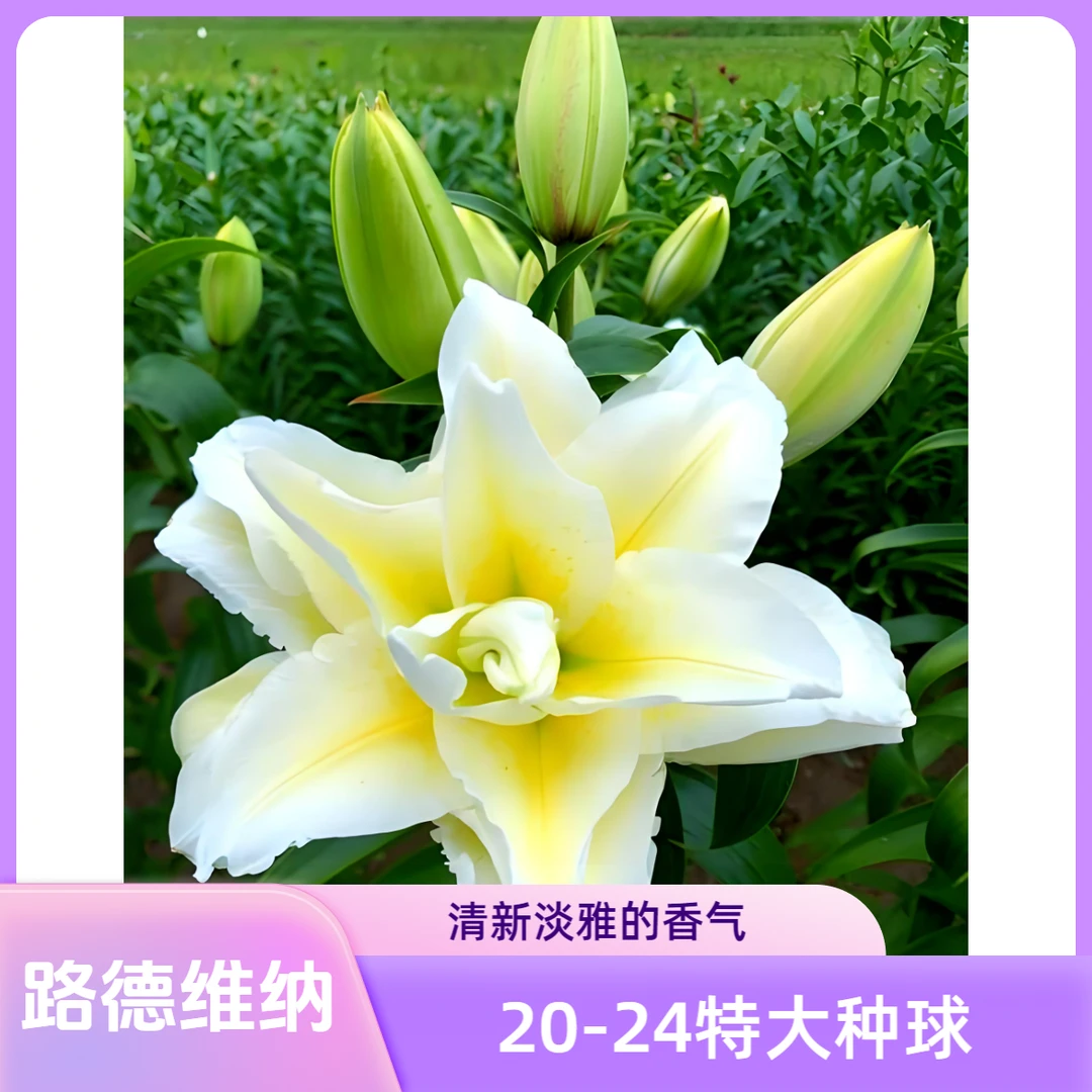 【路德维纳20-24】特大种球 买三送一 盆栽 地栽 阳台 云南基地直发