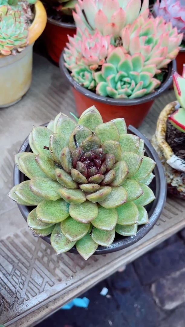 07017多肉植物一物一拍