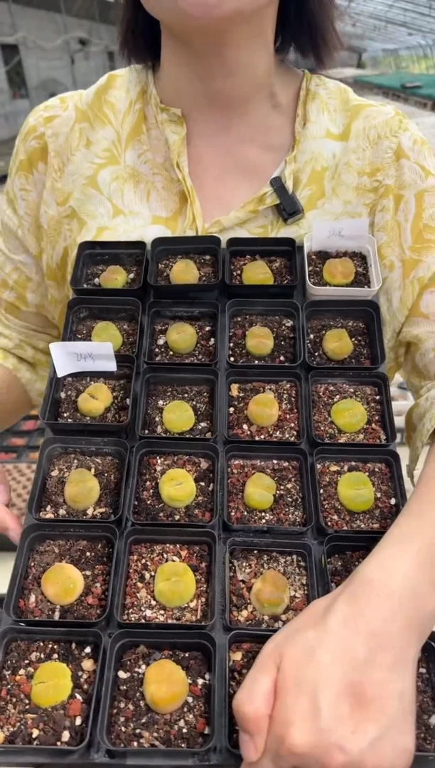 13-24多肉植物1810.1黄蟠一颗