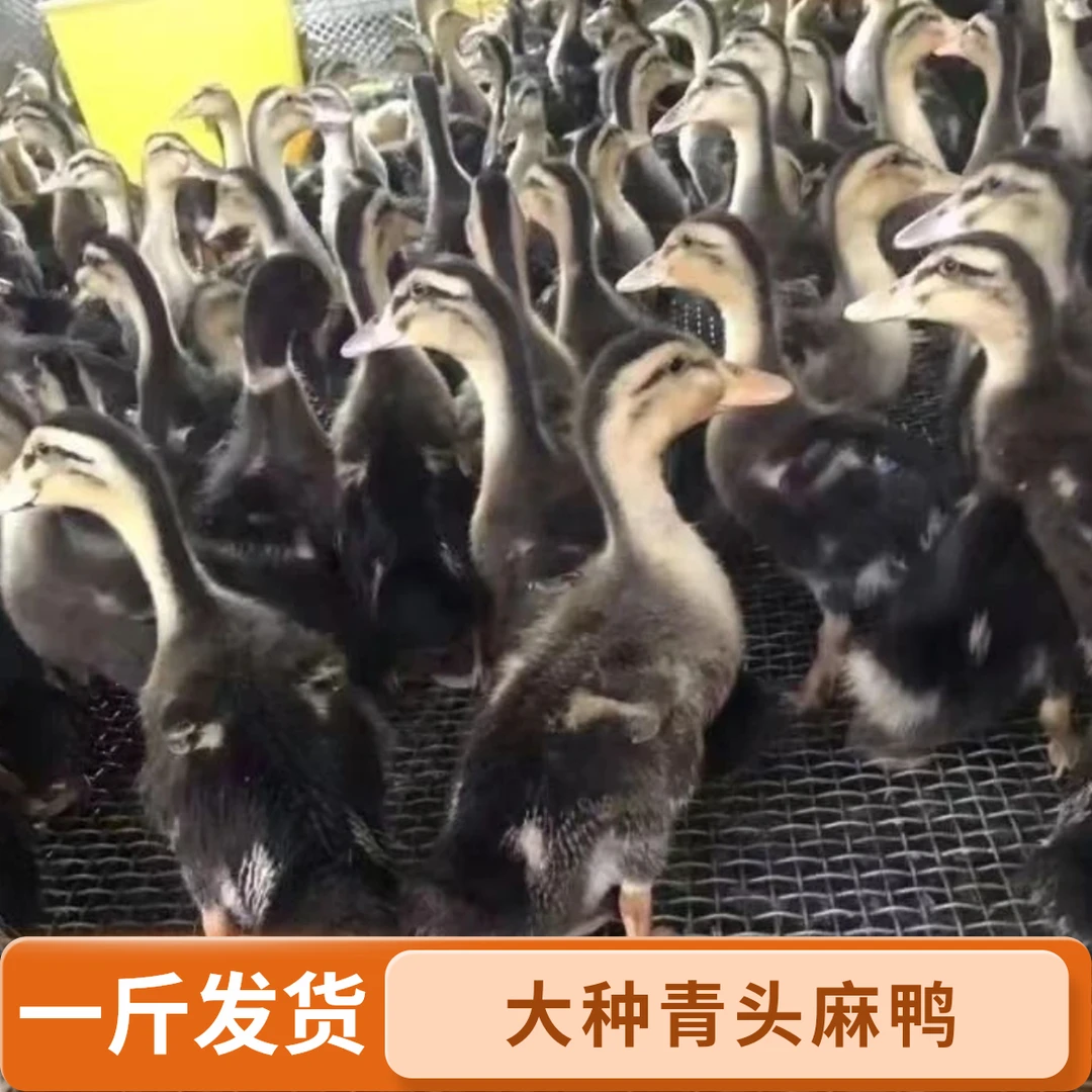 【一斤】大种青头麻鸭活体幼苗呆萌宠物鸭可爱健康包邮到家