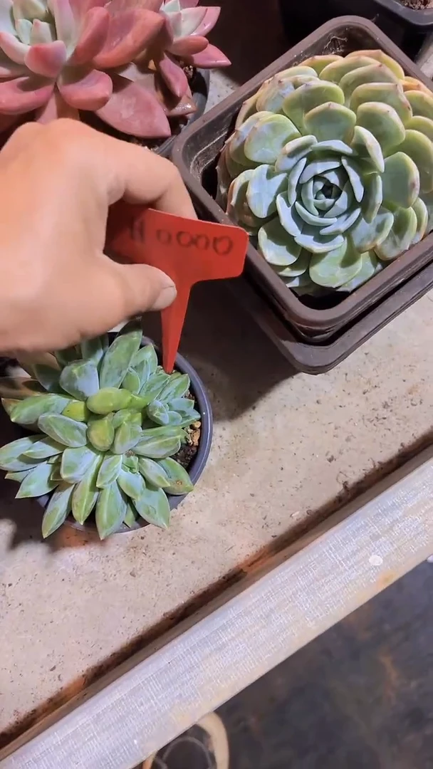 安*H0000重楼一物一拍