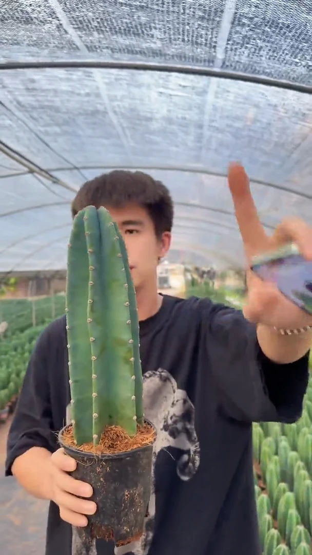 【带根】15cm 量天尺不带花苞仙人球