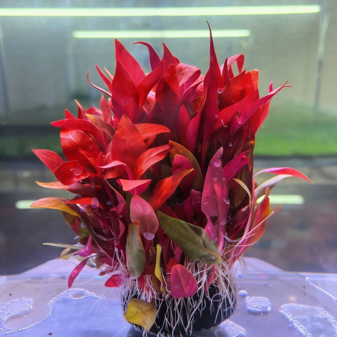 爆款水草   大红叶