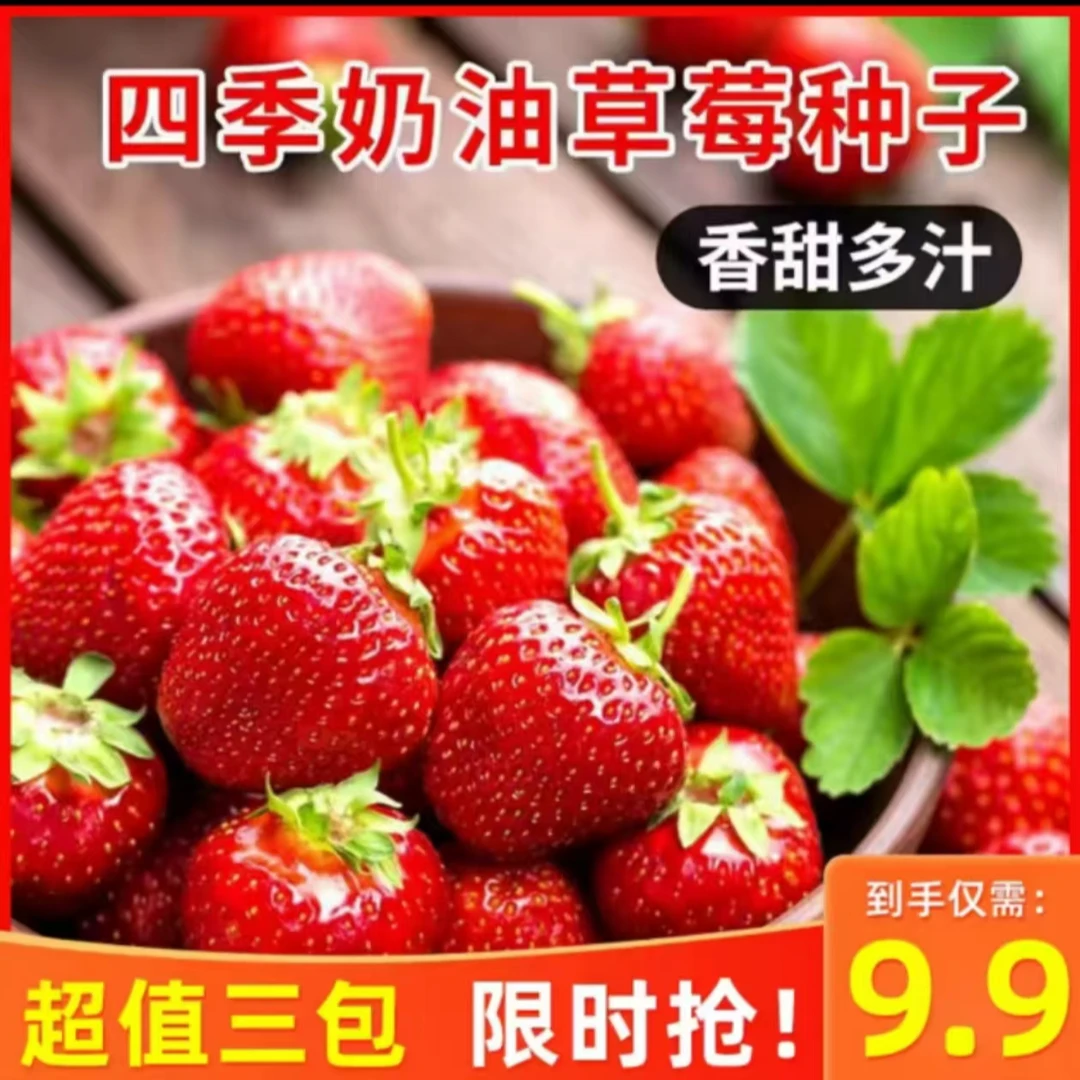 【奶油草莓种子】四季结果好养殖易活室内外阳台水果盆栽植物草莓