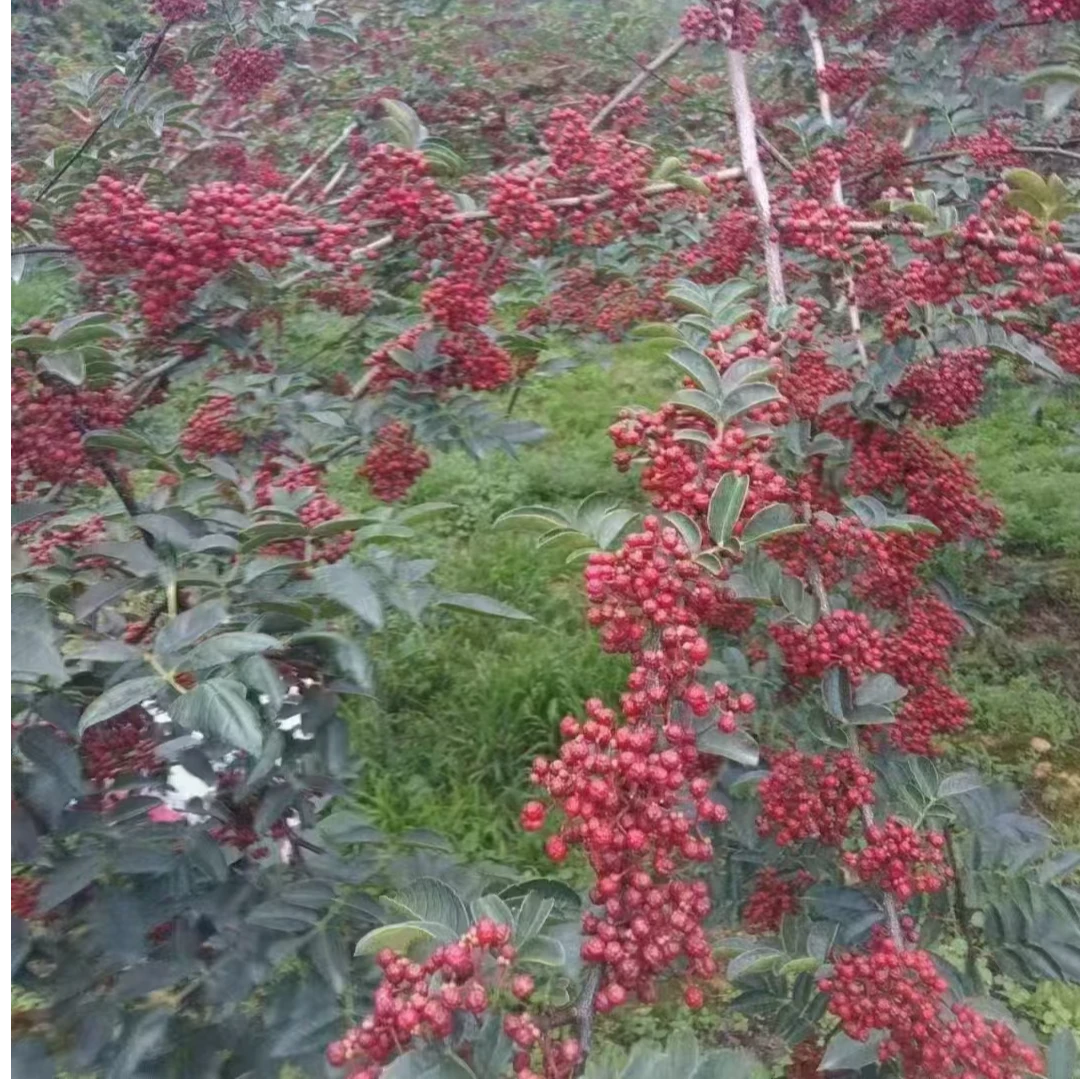 顺丰包邮汉源贡椒红花椒冷链空运