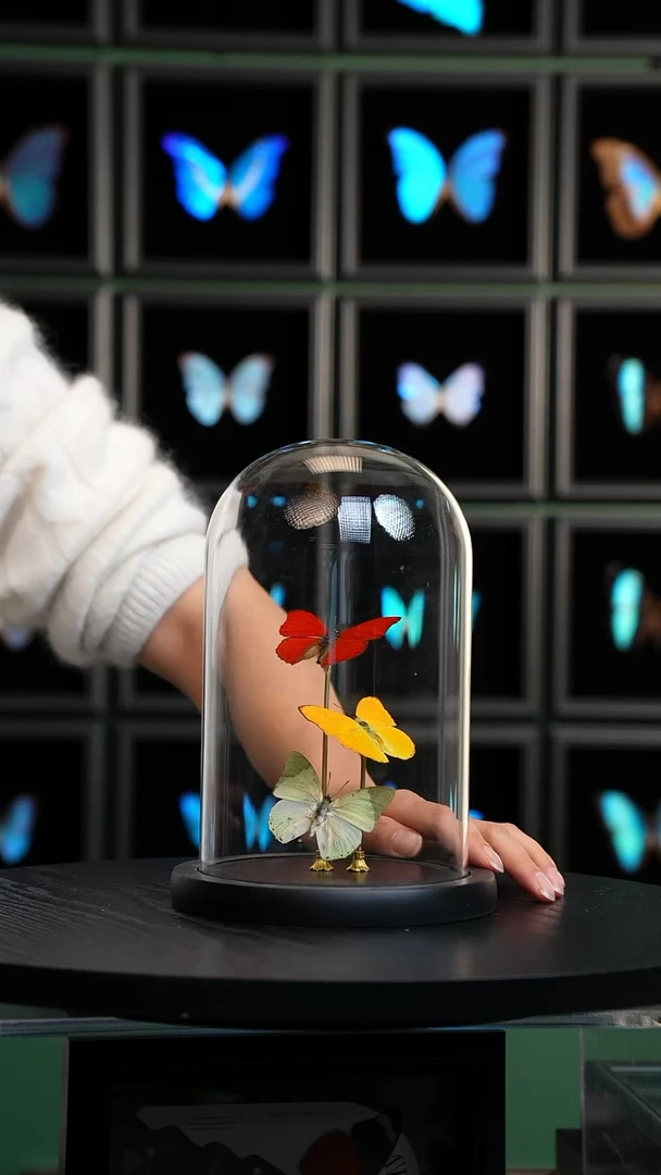 红绿黄三色蝴蝶玻璃罩