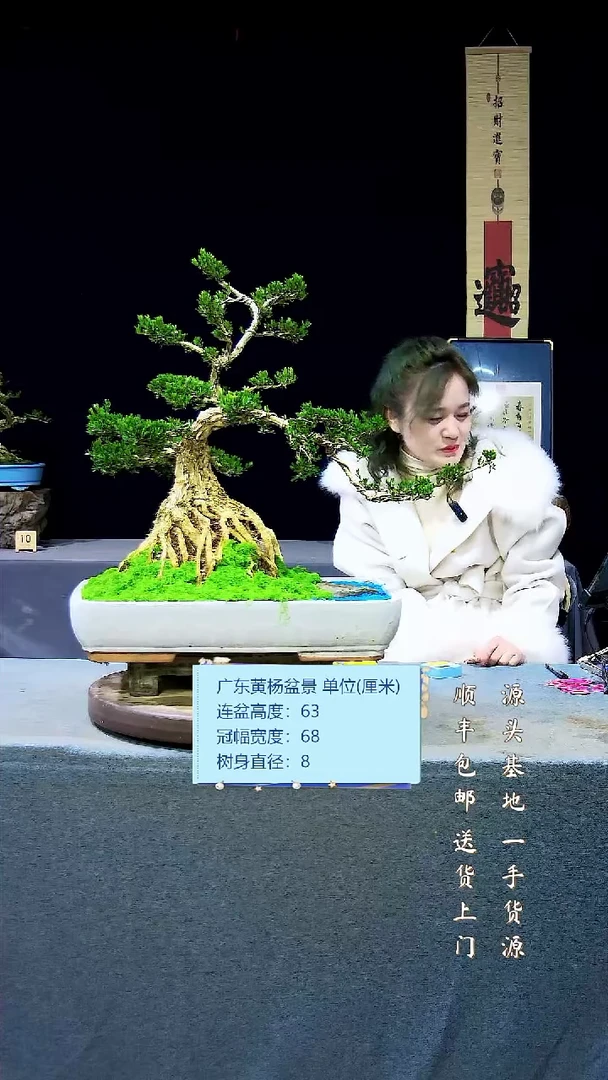 【闪购商品】雀舌黄杨盆景雀舌黄杨盆景
