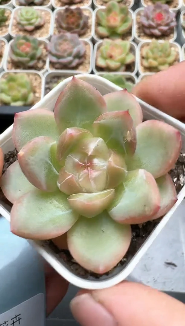 071C云禹多肉植物 带盆土纸巾打包 3颗包邮