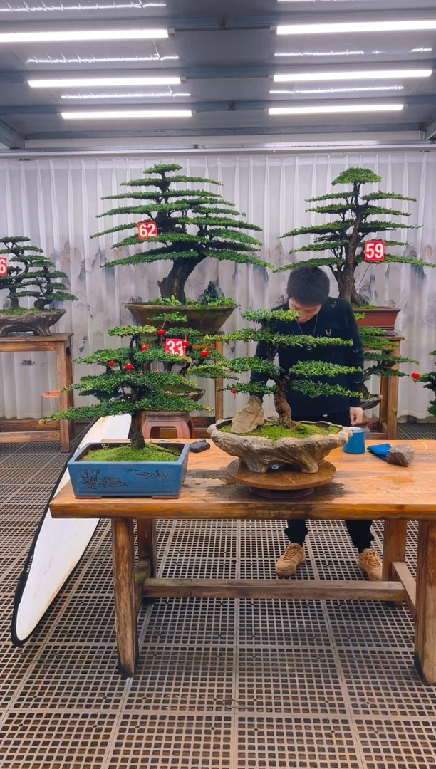 无花朵百**者精品盆景直播间一物一拍