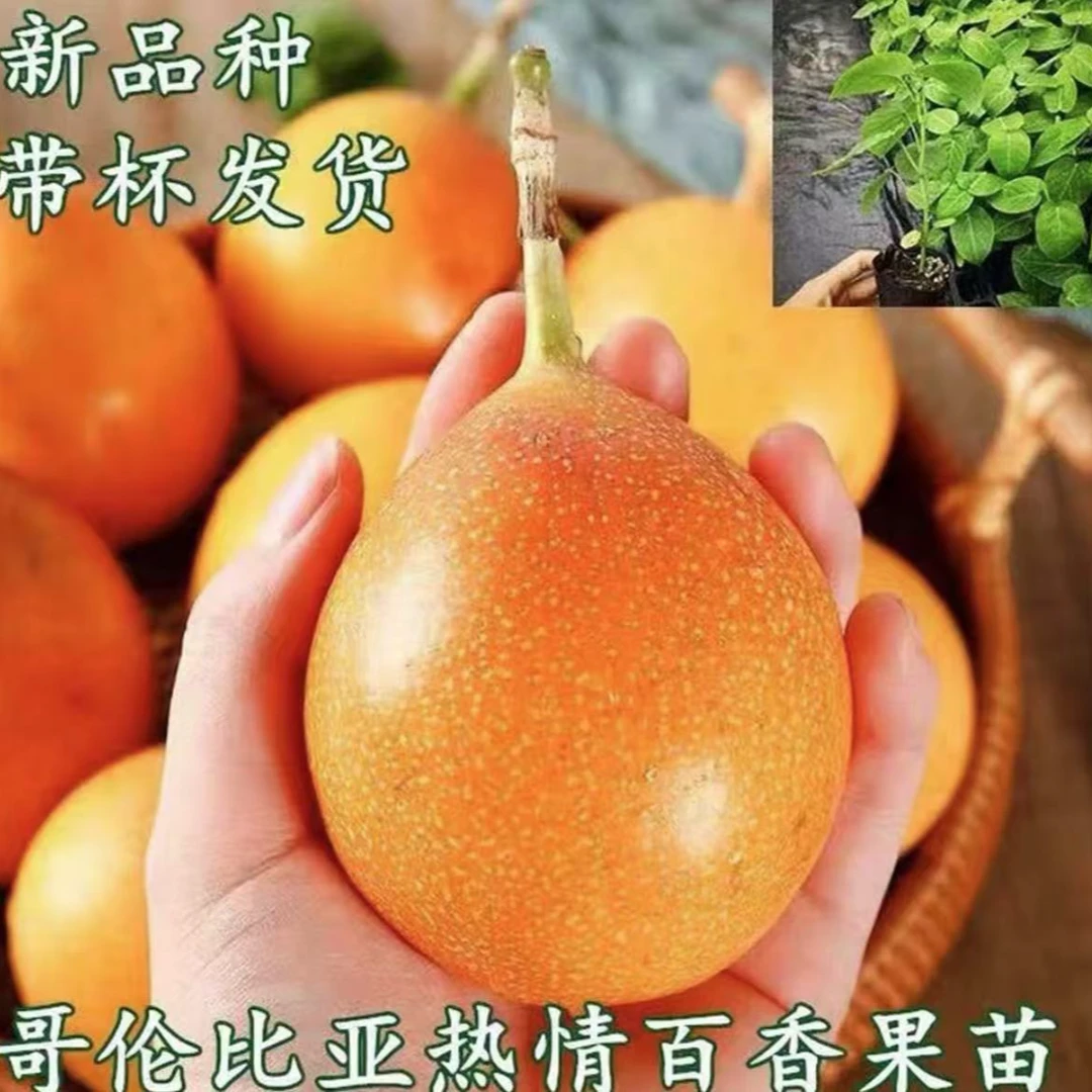 【正宗热情百香果苗】盆栽地栽阳台庭院种植 带杯热情果百香果树苗