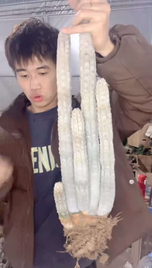 【闪购商品】5头起发 亚迪麒麟