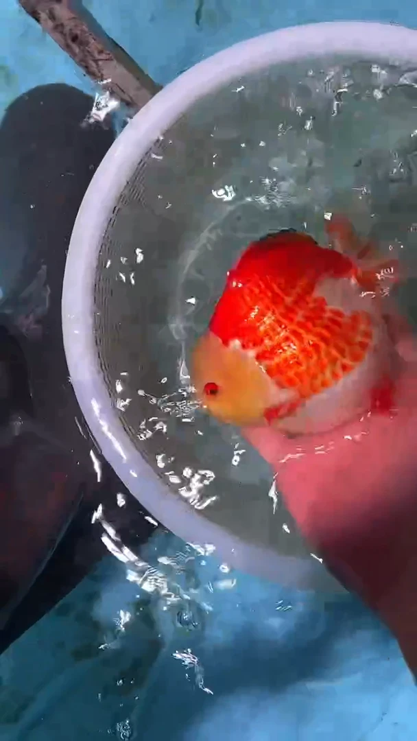 金鱼2单包邮  售后开箱视频