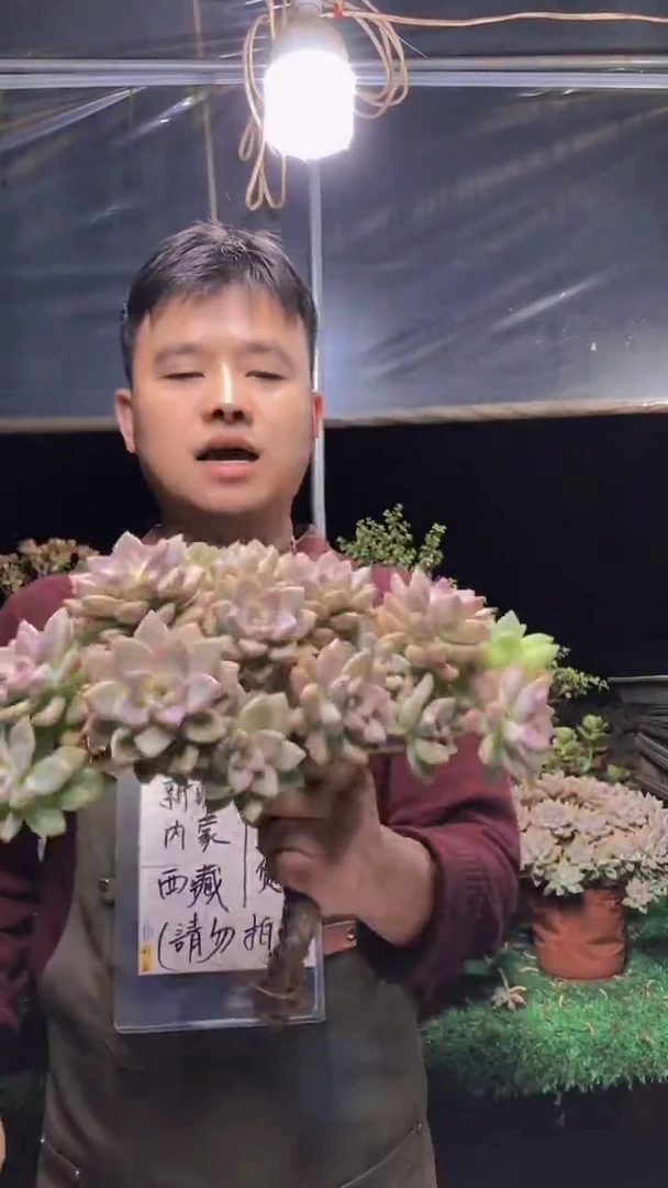 138淡雪缀化一物一拍